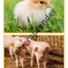 Libro de imágenes reales de la granja - Imagen 2