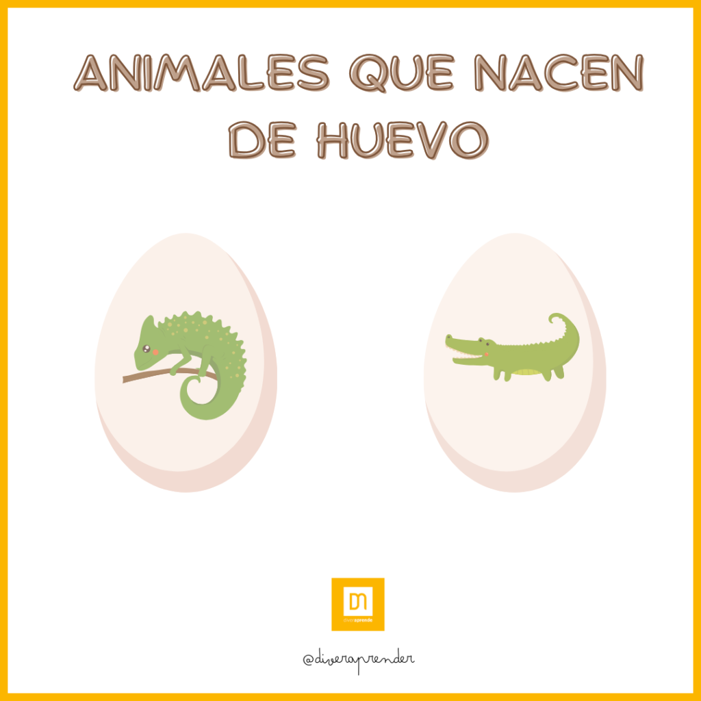 Animales que nacen de huevo