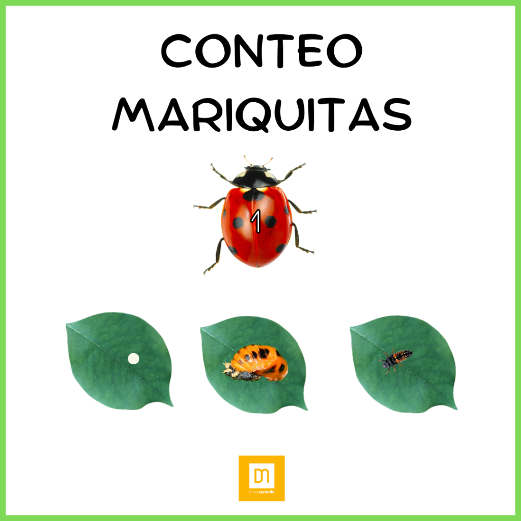 Tarjetas asociación número-cantidad mariquitas