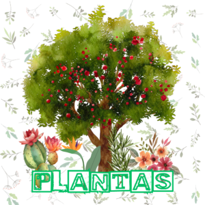 Plantas