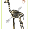 Esqueletos animales salvajes - Imagen 2