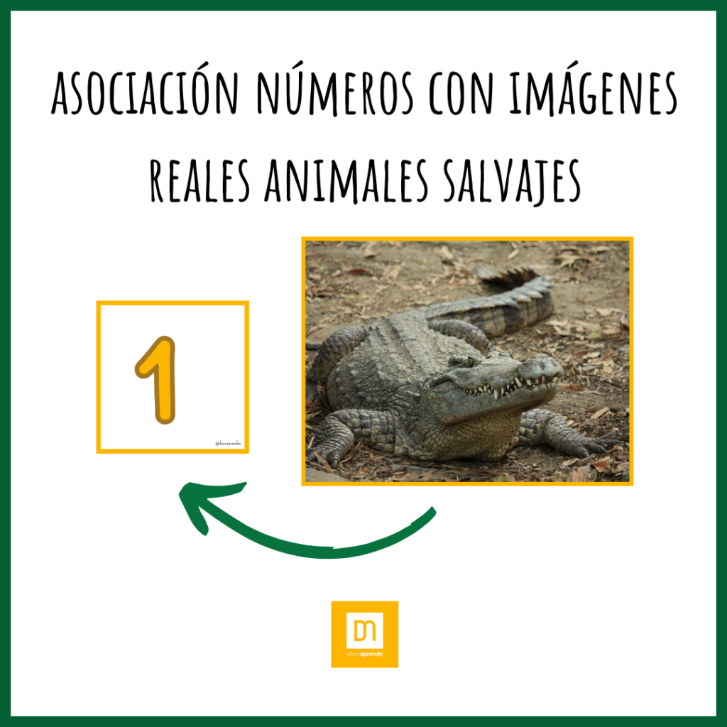 Asociación numérica animales salvajes