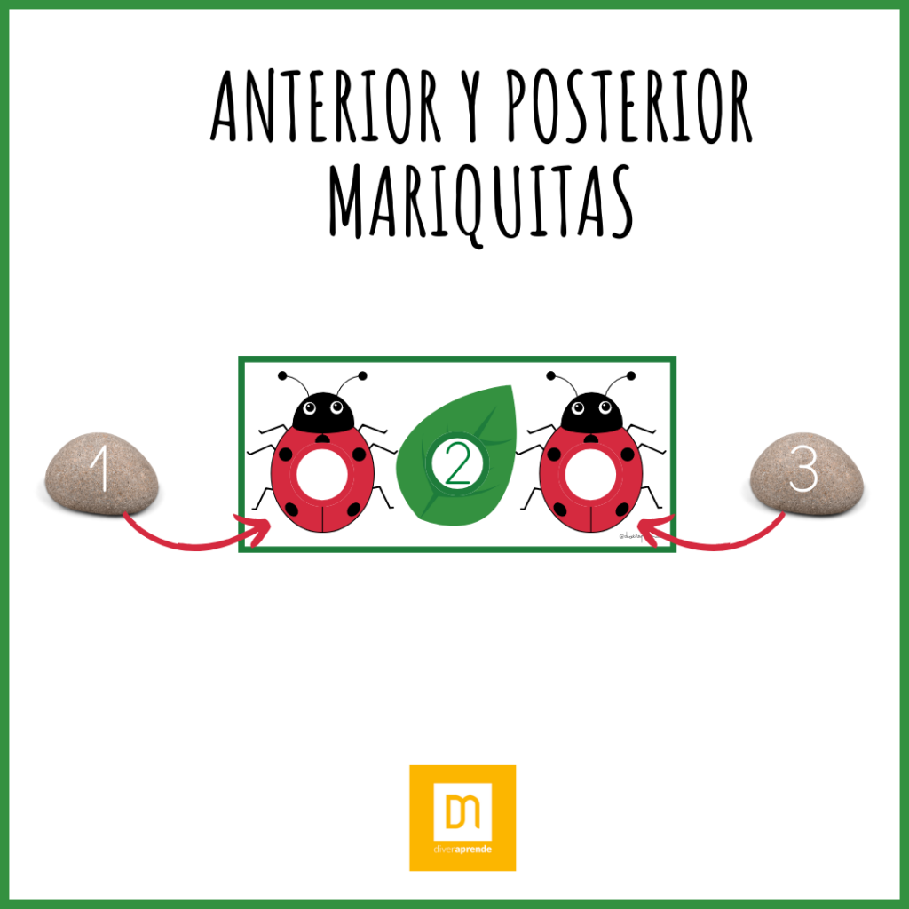 Anterior y posterior mariquita