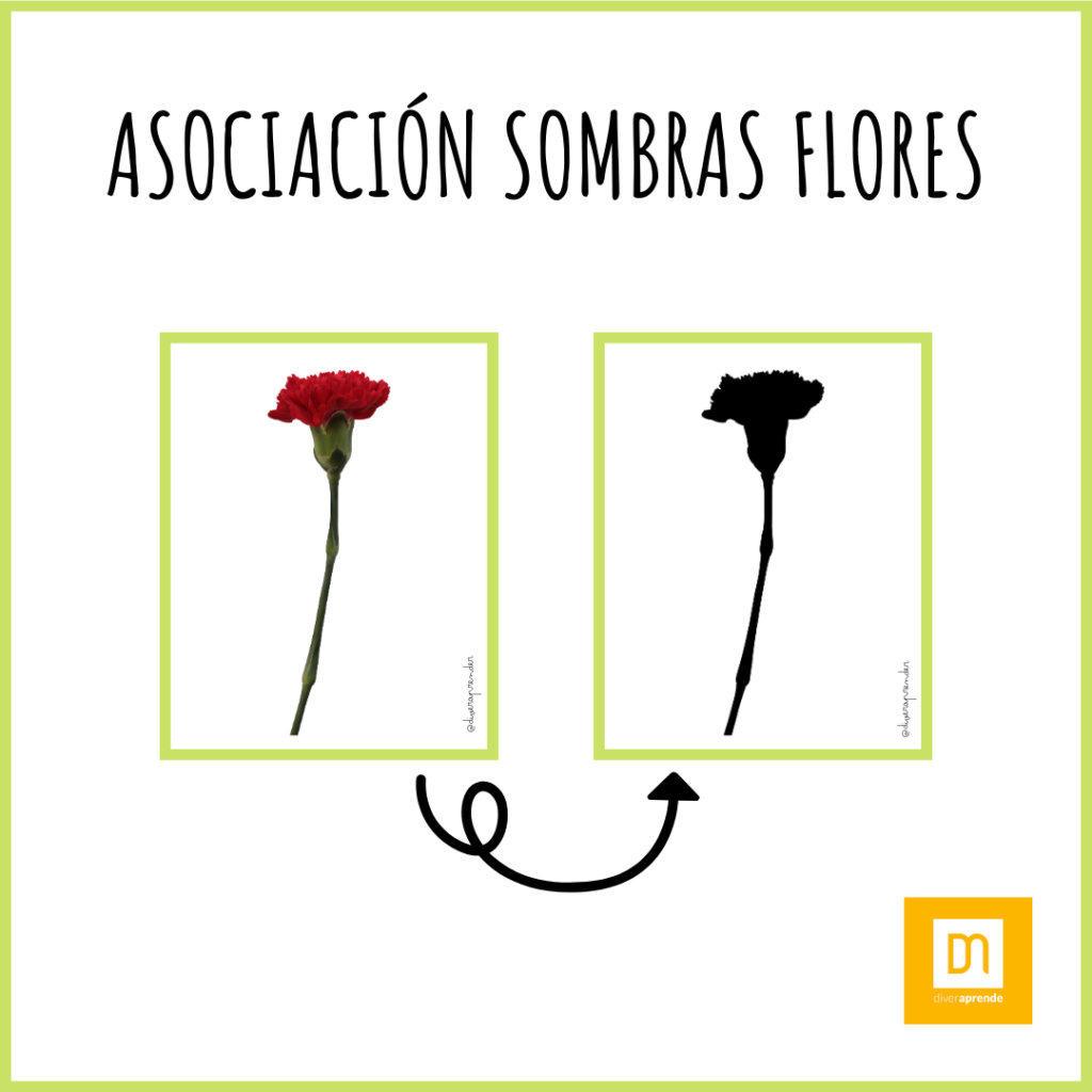 Asociación sombras flores