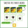 Tarjetas tres partes bichos: imágenes reales y Safari toobs
