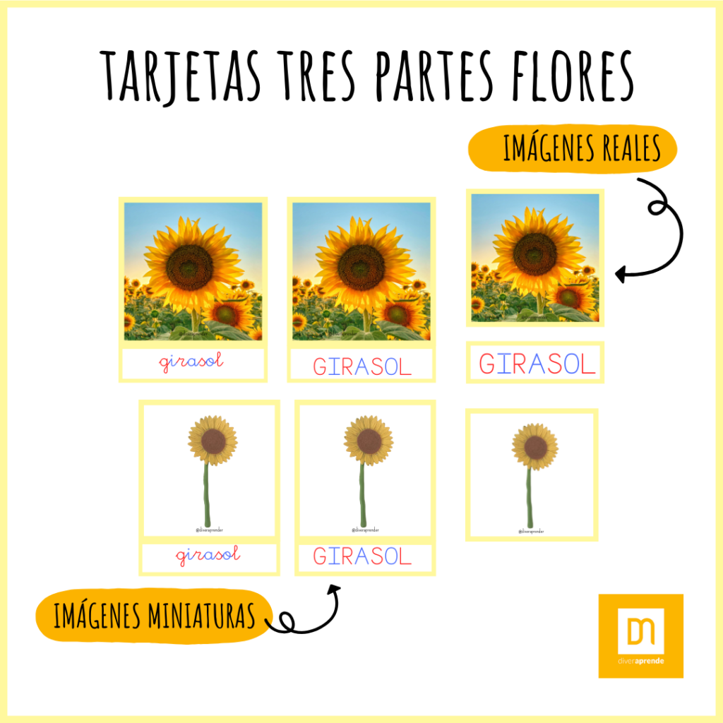 Tarjetas tres partes flores: imágenes reales y miniaturas